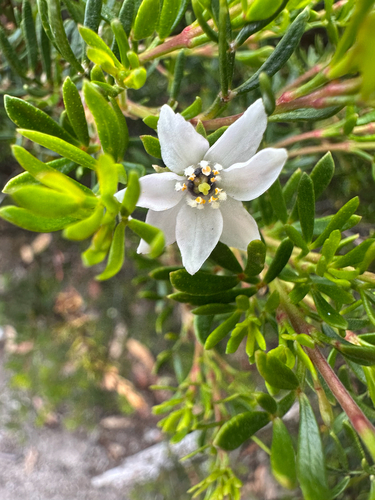 Lemon-scented Boronia (Boronia citriodora)
