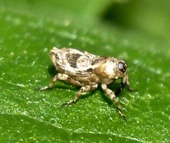 Cylindrocopturus mediinotus