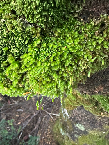 Pincushion Moss (Leptostomum inclinans)
