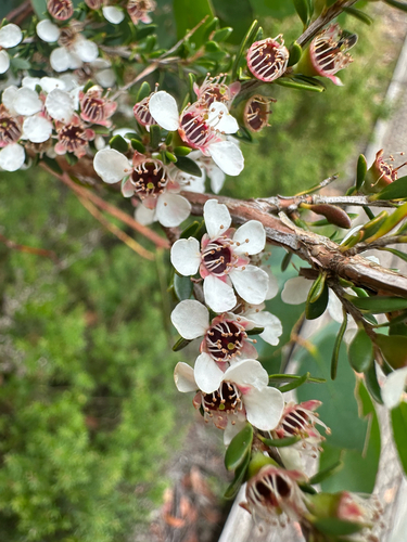 alpine tea-tree (Leptospermum rupestre)