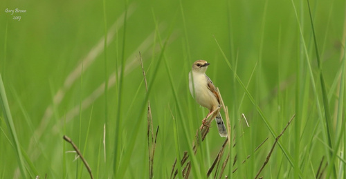 iNaturalist image