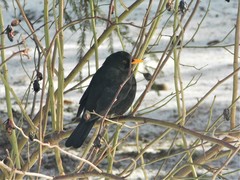 Turdus merula