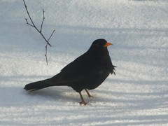 Turdus merula