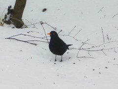 Turdus merula