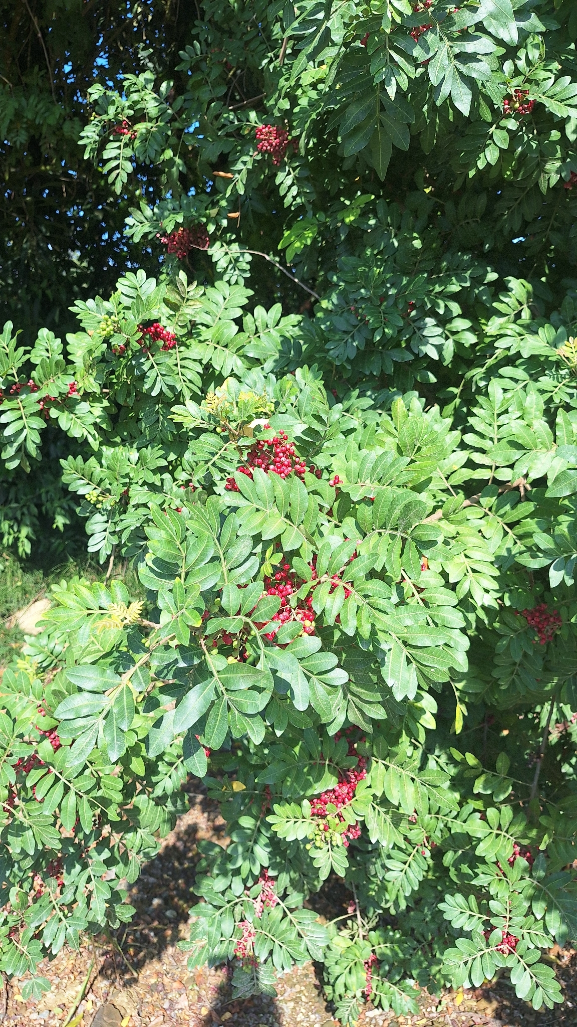 Schinus terebinthifolia