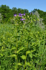 Campanula trachelium
