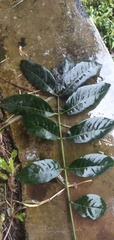 Swietenia macrophylla