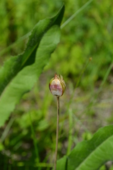 Tulipa sylvestris australis