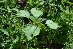 Cyclachaena xanthiifolia
