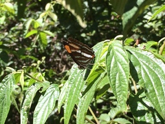 Adelpha syma