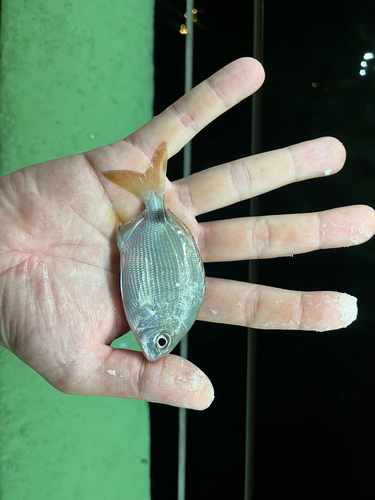 South American silver porgy (Diplodus argenteus) — Sparidae — 3