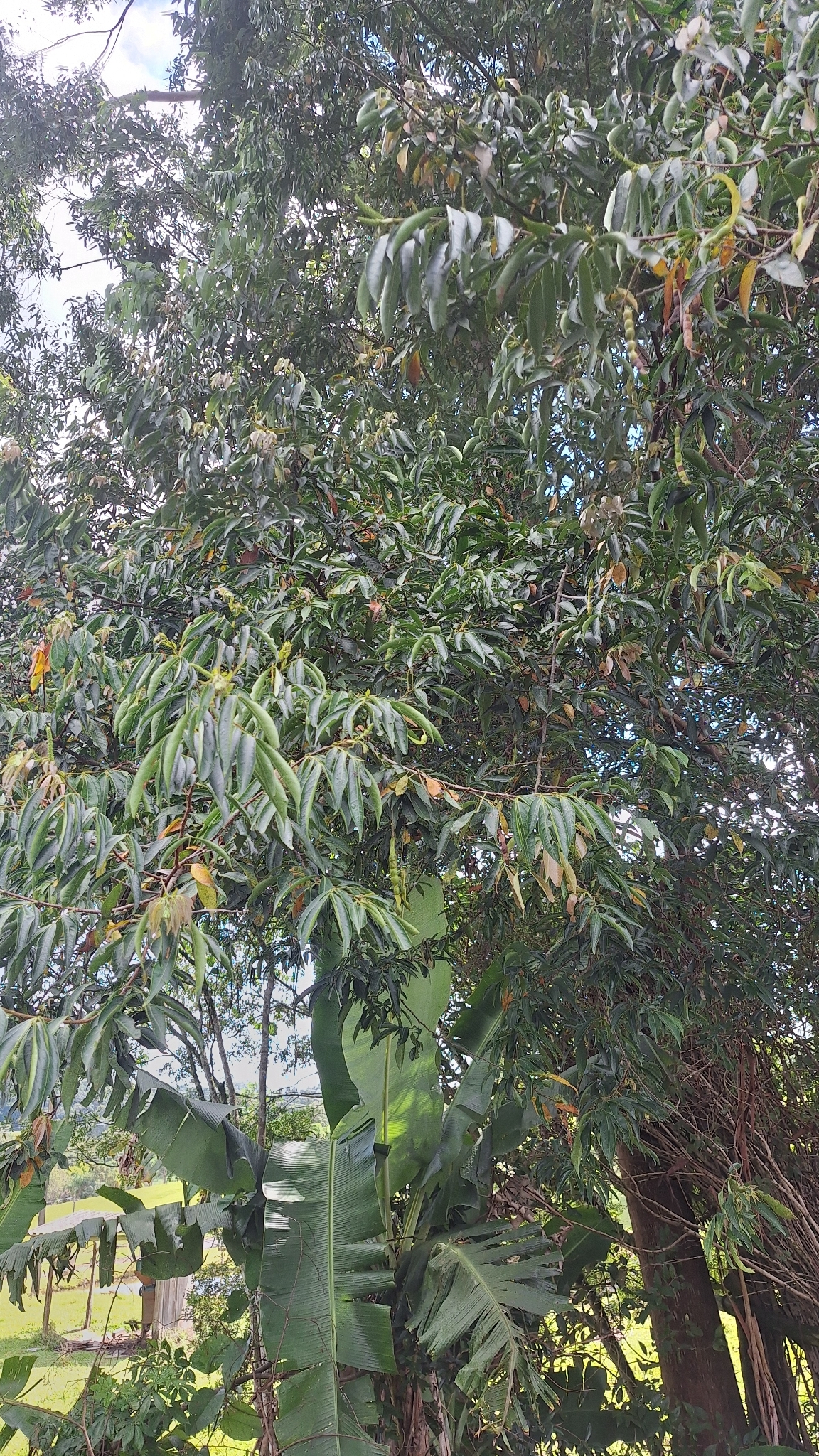 Inga marginata
