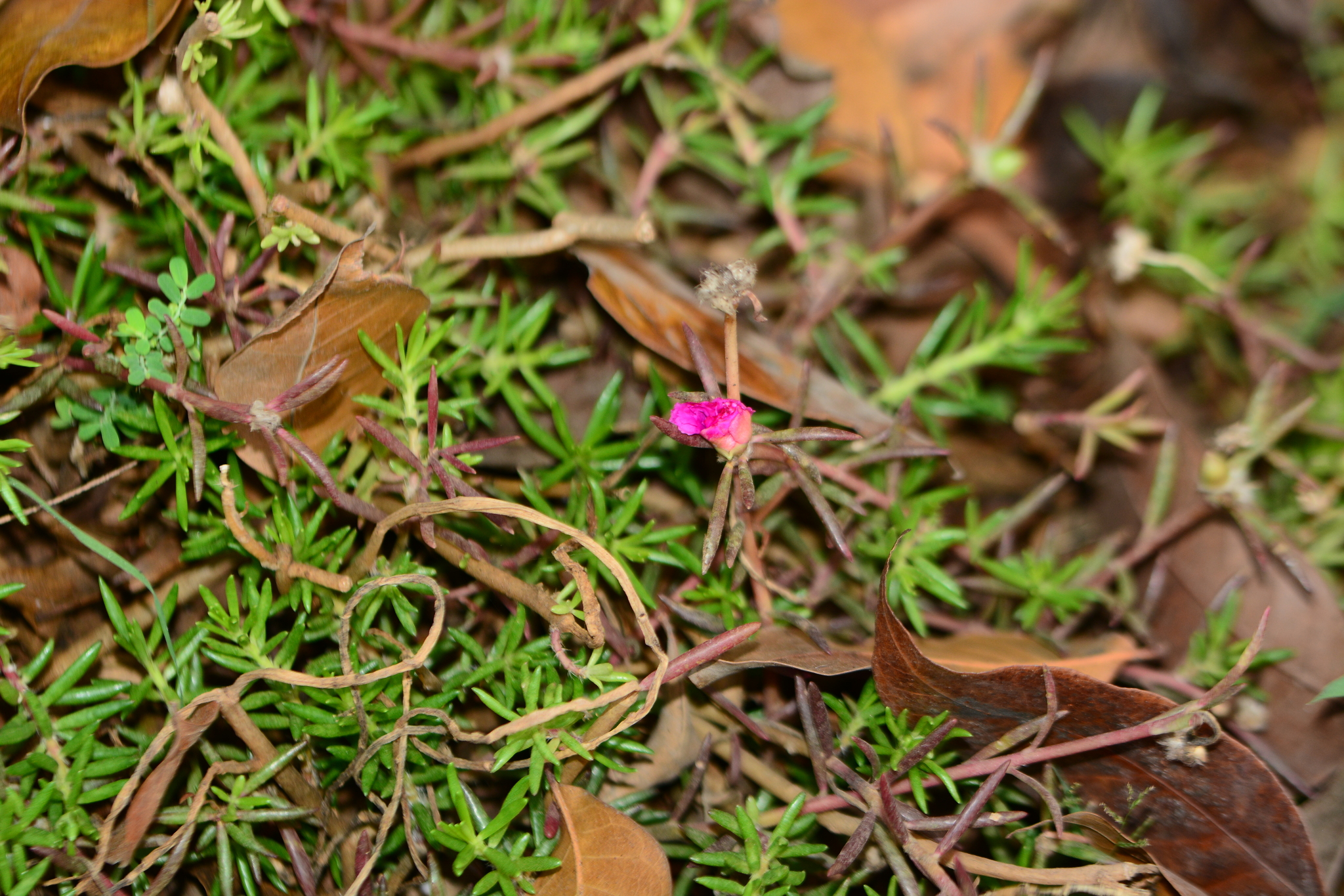 Moss Rose (Portulaca grandiflora)