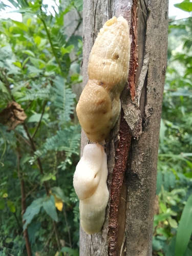 Polytoxon robustum