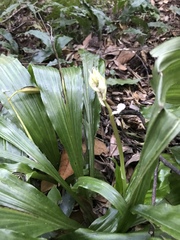 Calanthe arisanensis