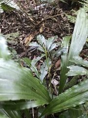 Calanthe arisanensis