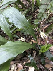 Calanthe arisanensis