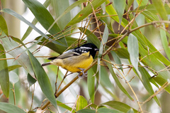 Periparus venustulus