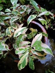 Tabernaemontana corymbosa