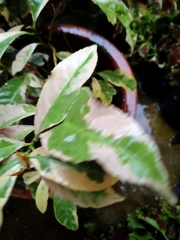 Tabernaemontana corymbosa