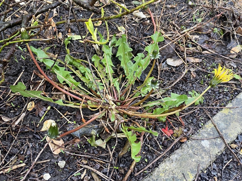 Ollgaard's dandelion