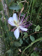 Capparis sicula