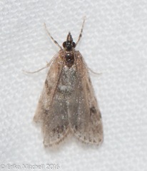 Aglossa costiferalis