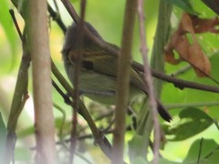 Poecilotriccus latirostris