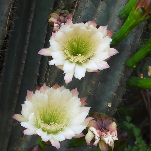 Cereus jamacaru