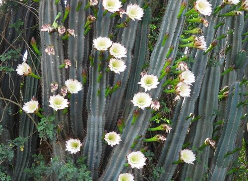 Cereus jamacaru