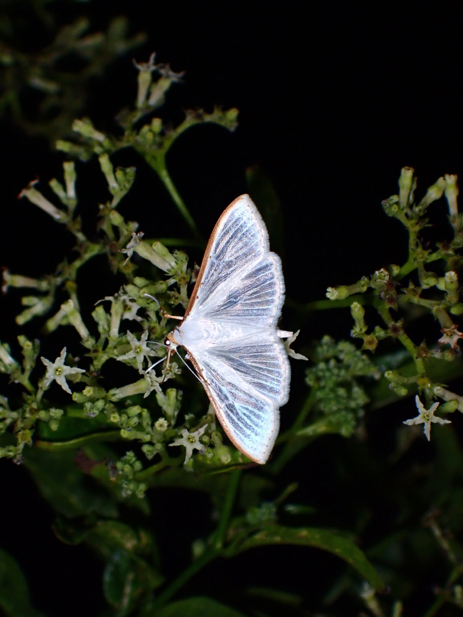 Polilla del Jazmín