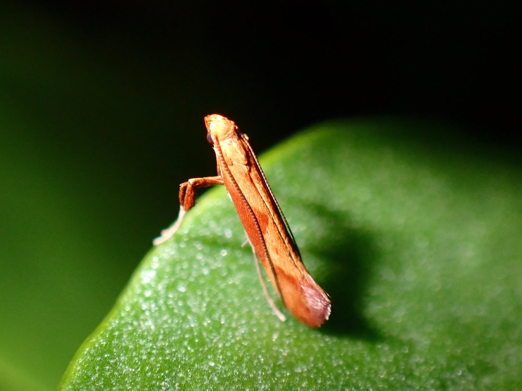 Caloptilia aurantiaca