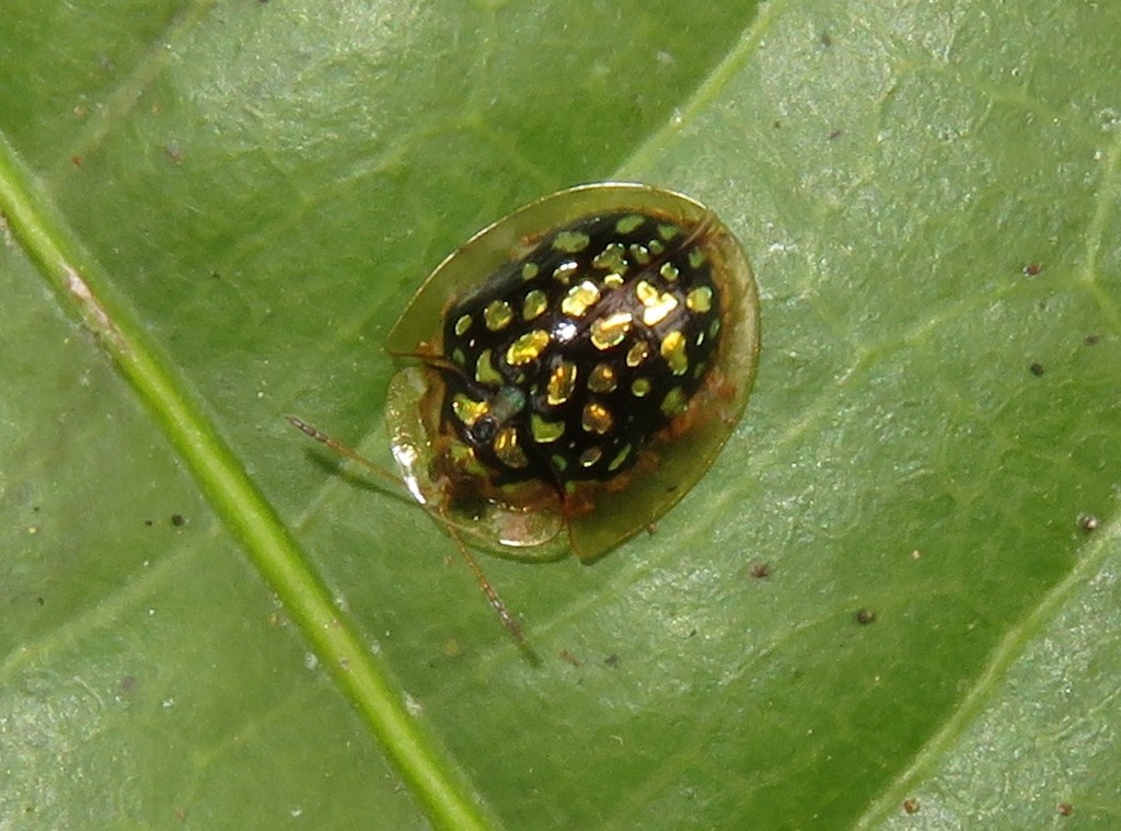 Parachirida