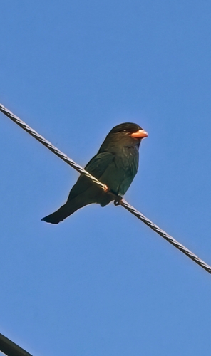 Dollarbird