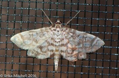 Lygropia rivulalis
