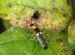 Macromalthinus