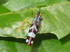 Raphirhinus phosphoreus