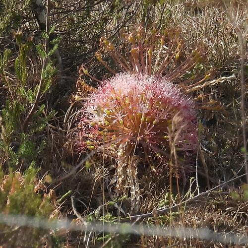 Boophone disticha