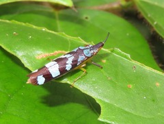 Raphirhinus phosphoreus