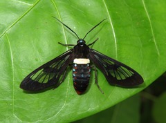Autochloris whitelyi