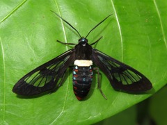 Autochloris whitelyi