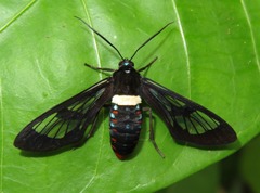 Autochloris whitelyi