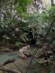 Leptochilus pteropus