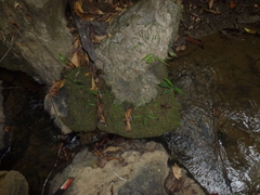 Leptochilus pteropus