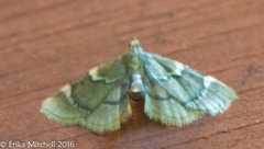 Hypsopygia thymetusalis