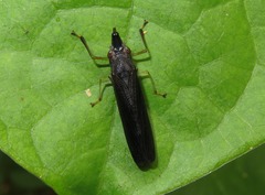 Raphirhinus phosphoreus