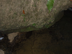 Leptochilus pteropus