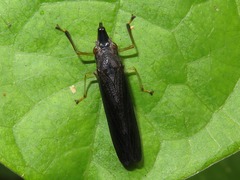 Raphirhinus phosphoreus