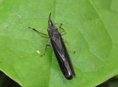 Raphirhinus phosphoreus