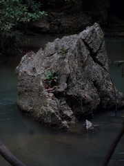 Leptochilus pteropus